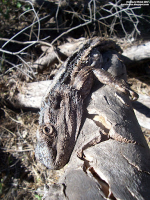 lazy bearded dragon lizard lying in the sun on a gum tree log (eucalyptus)