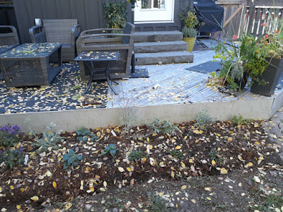 Dufferin Grove Toronto new garden renovation after by Paul Jung Gardening Services--a Toronto Gardener for Hire