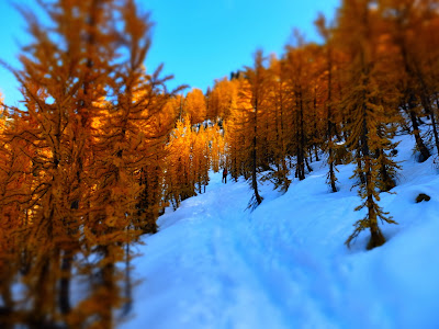A Blur of Larches Approaching the Peak of Carne Mountain