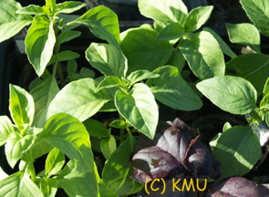 Basil Seedlings 2007