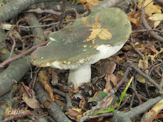 Russula cyanoxantha IMG15025