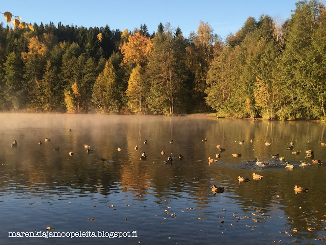 Ducks having a bath in a morning mist