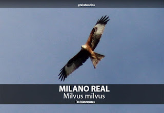 Rio Manzanares Milano real