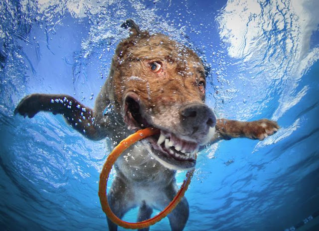 Dog time (hora del perro)