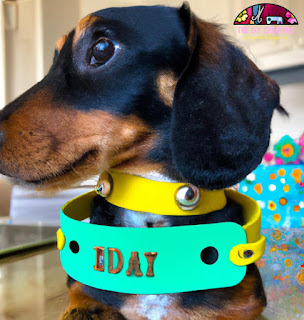 A dog wearing a custom collar