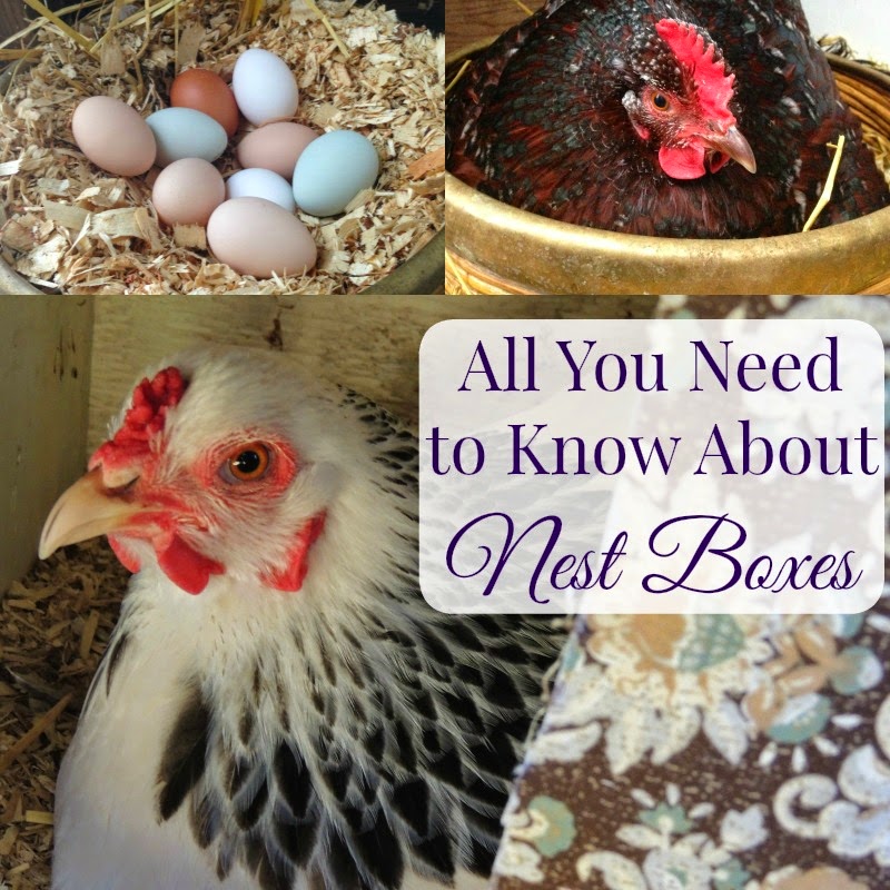 how to build your own chicken nesting box in 6 easy steps