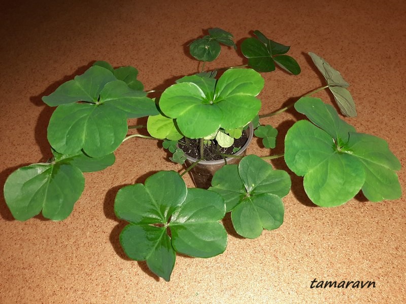 Кислица слабая / Кислица щитковидная (Oxalis debilis, =Oxalis corymbosa)