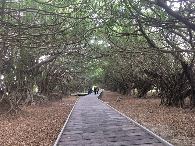 Green Tunnel in Changsheng Camp 長勝營區綠色隧道, Xinying, Tainan, Taiwan