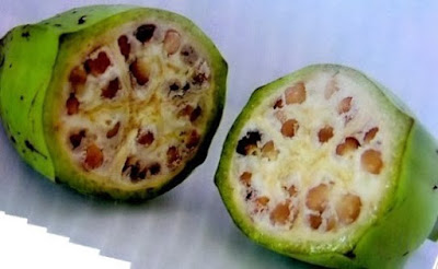 Gambar pisang batu