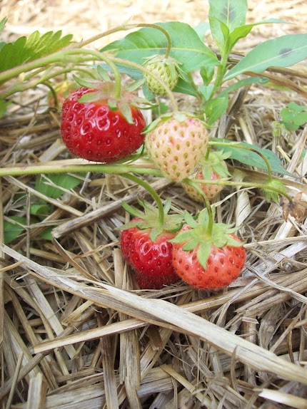 Strawberry Picking