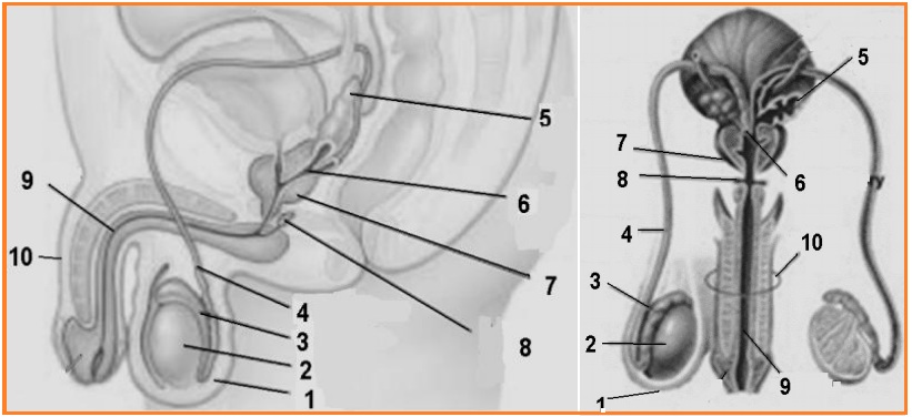 BIOLOGI GONZAGA: LKS REPRODUKSI