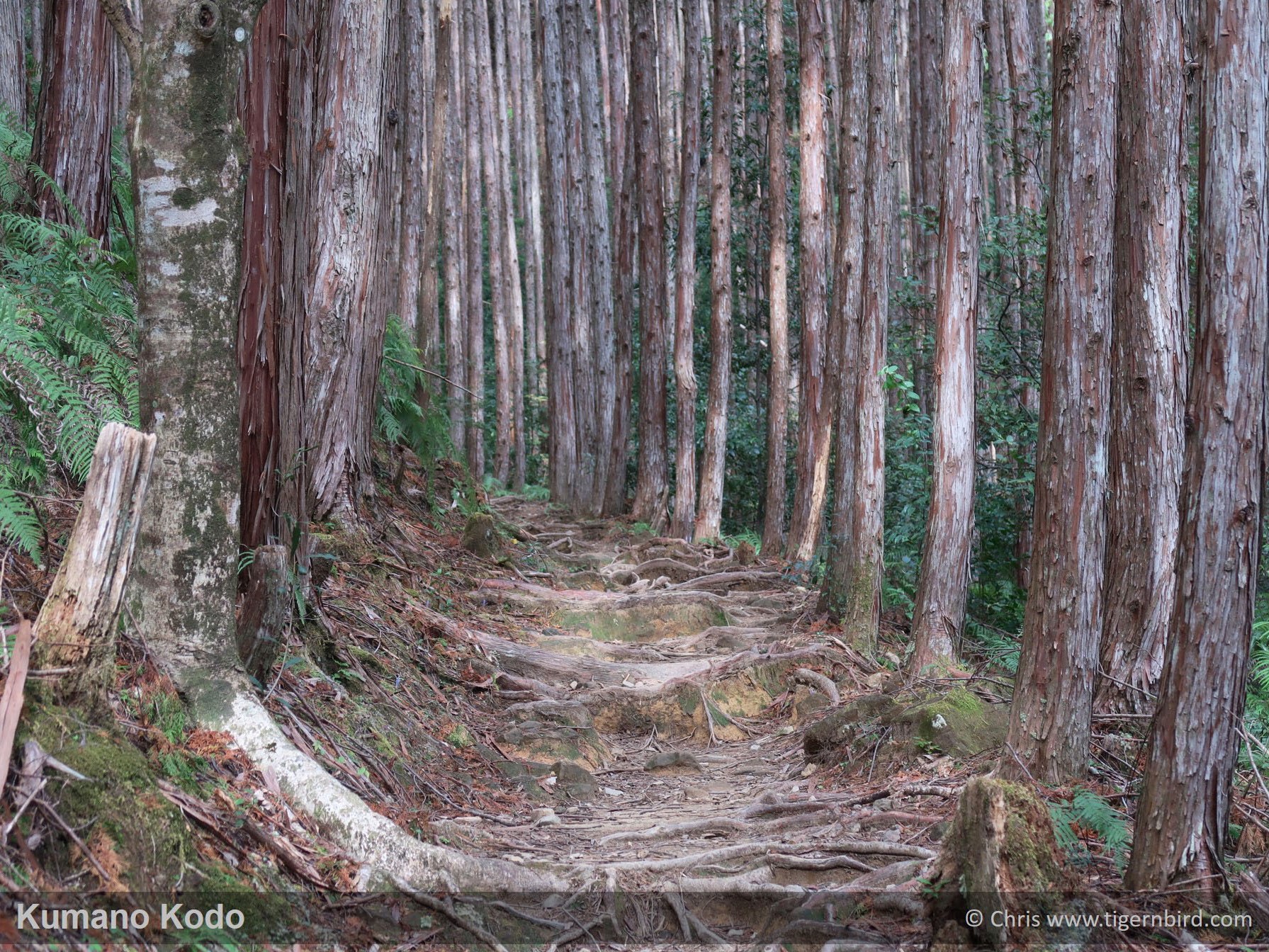 Dense trees around path covered with roots on the Kumano Kodo trail in Japan