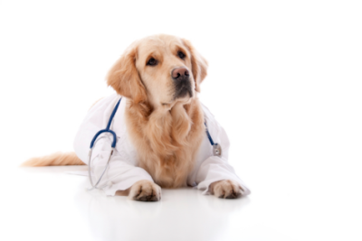 Symptoms of Pain and Illness in Dogs