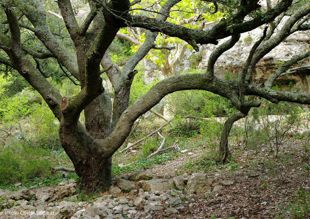 arbres remarquables chêne vert Fontaine-de-Vaucluse