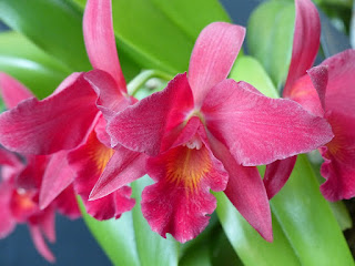 Sophrolaeliocattleya Jewel Box - Slc Jewel Box - Cattlianthe Jewel Box