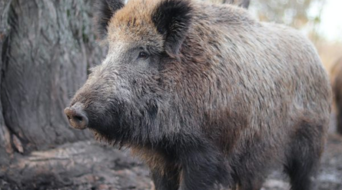 A Roma una zona rossa per la peste suina