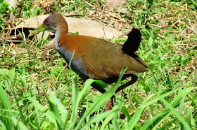 saracura Aramides saracura