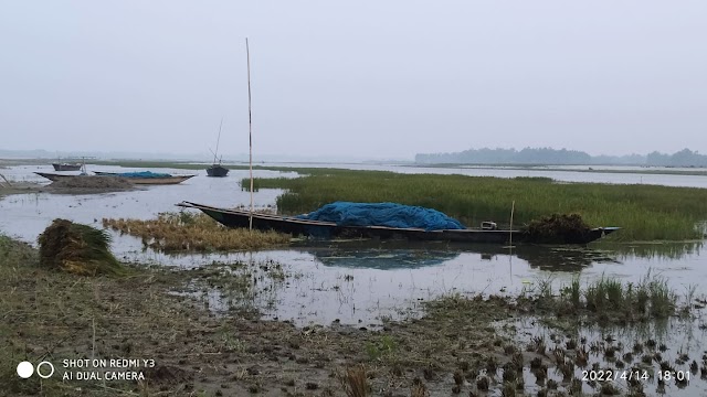 কুড়িগ্রামে পানিতে ডুবে ফসল নষ্টের আশঙ্কায় বিপাকে পড়েছে কৃষক।।BDNews.in