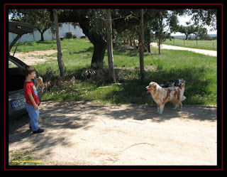 pastor australiano no pastoreio