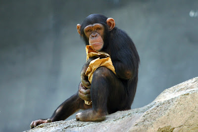 Foto Simpanse di Kebun Binatang Los Angeles