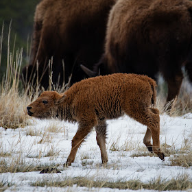 In My Own Words Baby Tatanka: A baby bison calf in Custer State Park by Dakota Visions Photography, LLC www.dakotavisions.com