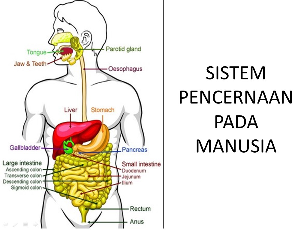 Soal Ekonomi Sd.Soal Dan Jawaban Pkn Pilihan Ganda Sma Kls 