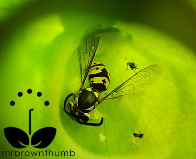 Carnivorous Pitcher Plant eating Yellow Jacket