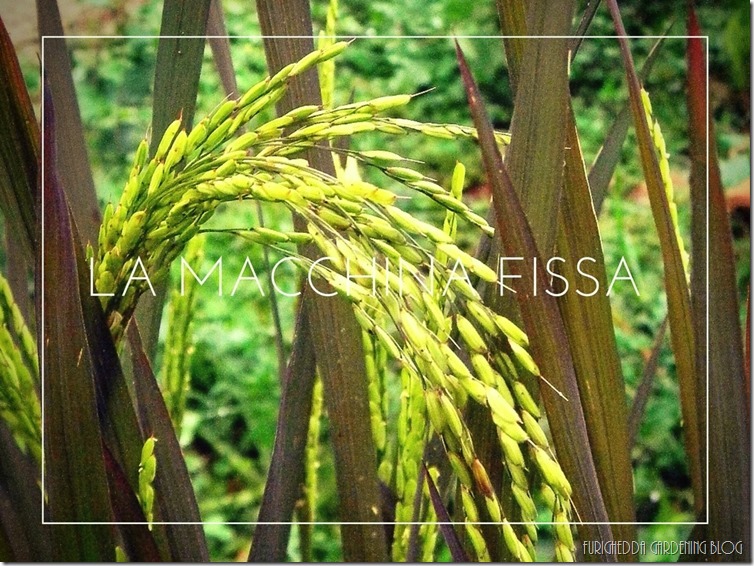La Macchina Fissa 15