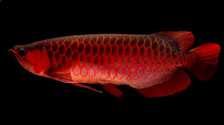 Ikan Hias Arwana Super Red