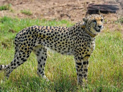 19 cheetahs imported from South Africa were given different names.