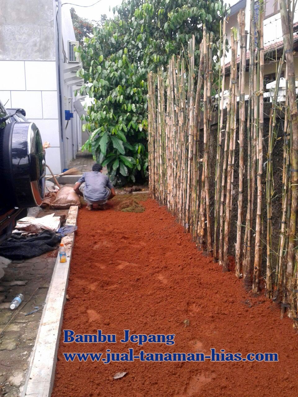 JUAL BAMBU  JEPANG  JUAL TANAMAN HIAS