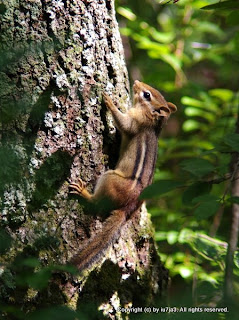 Eastern Chipmunk