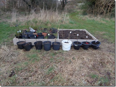 Potted up grafted trees. Photo: Paul Loughnane