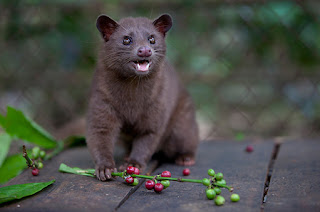 Wild Civet Pictures