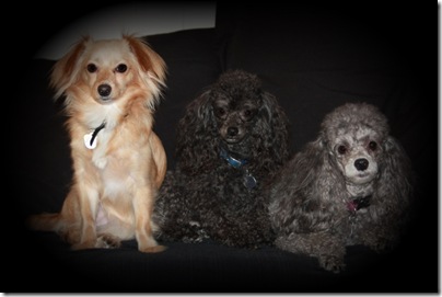 poodles