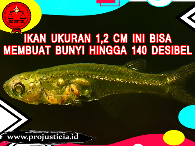 Ikan Kecil Ini Bisa Membuat Bunyi Suara Hingga 160 Desibel