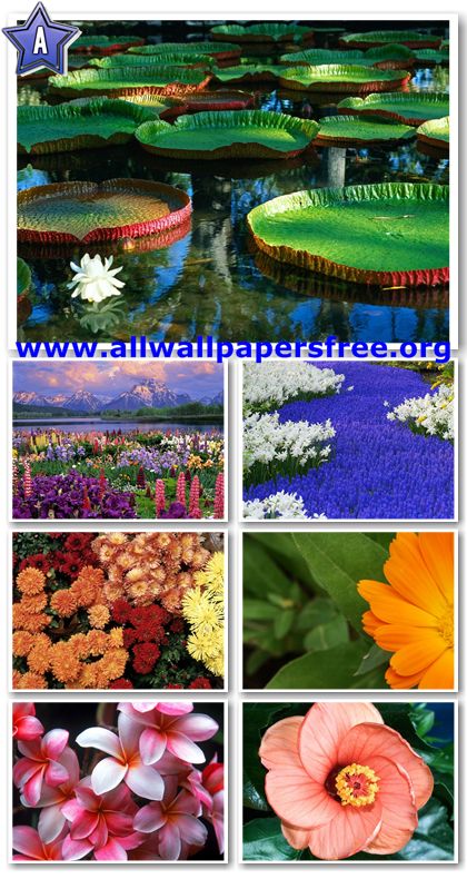 100 Beautiful Flowers Wallpapers 1280 X 1024 [Set 5]