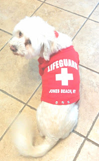 I took Phoebe on a dog friendly boat cruise.  She had to look the part so I got her this adorable Jones Beach Lifeguard shirt!  #dogfriendly