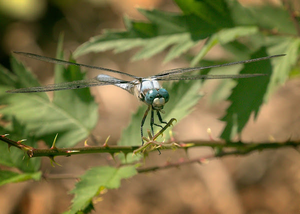 A Blue Dasher dragonfly.