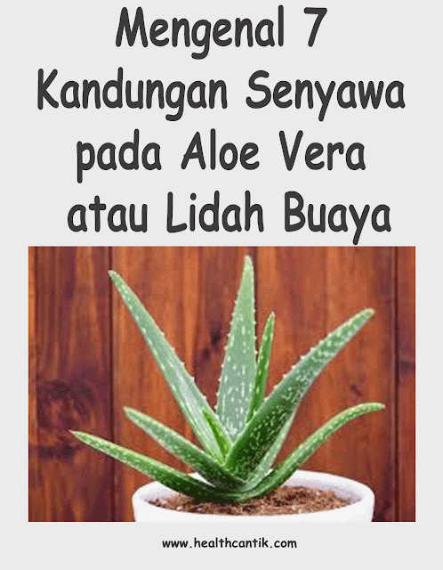 Mengenal 7 Kandungan Senyawa pada Aloe Vera atau Lidah Buaya