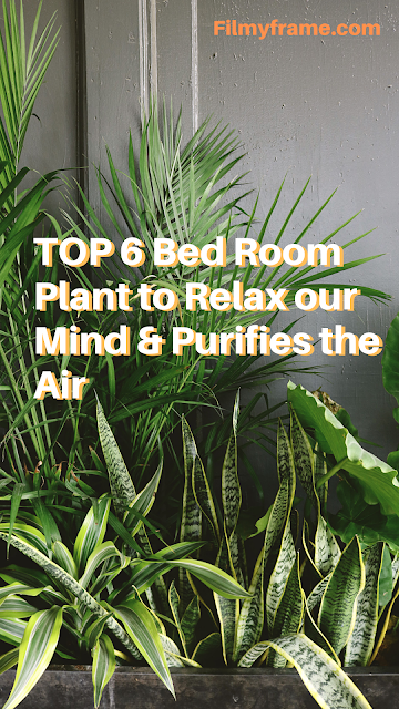 TOP 6 Bed Room Plant to Relax our Mind & Purifies the Air