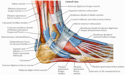 Fibromyalgia and feet muscles