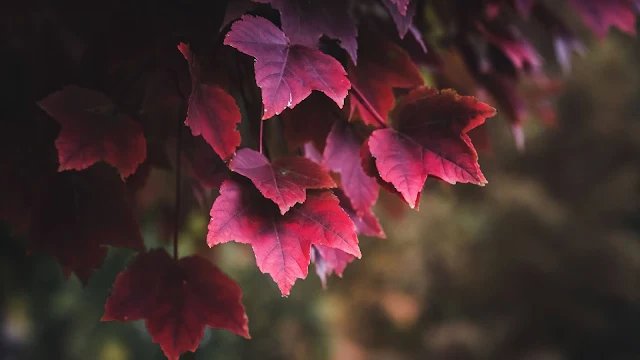 Wallpaper Autumn, Leaves, Windows 10, Desktop HD