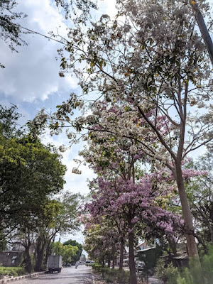 Sakura Ala Lumajang, Pohon Tabebuya Memesona di Tengah Kemarau