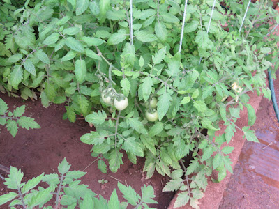 Tomaten im Gewächshaus