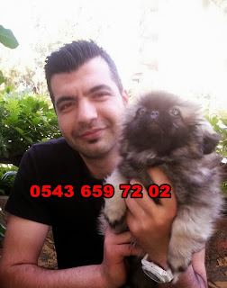 pekinez, satılık pekinez yavruları, köpek üretim çiftliği, satılık pekingese yavruları, satılık pekines yavruları, evcil ilanı,  0543 659 72 02, 0532 425 87 27, satılık yavru pekinez, pekinez yavruları satılık, 