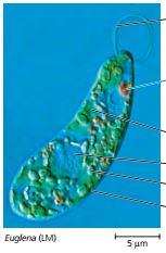 Euglena contoh dari Fitoflagelata