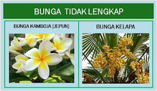Bungan adalah bagian tumbuhan yang berfunsi sebagai alat reproduksi TUgas Biologi Bagian TUgas Biologi Bagian-Bagian Bunga dan fungsinya