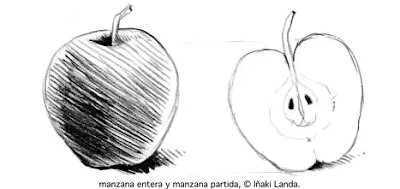 Dibujo de manzanas - Novela Oposición