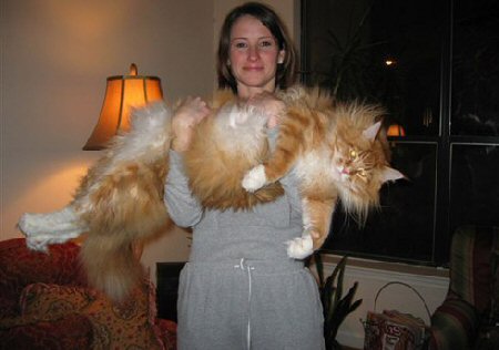 1001Archives: World's Biggest Cat ever seen